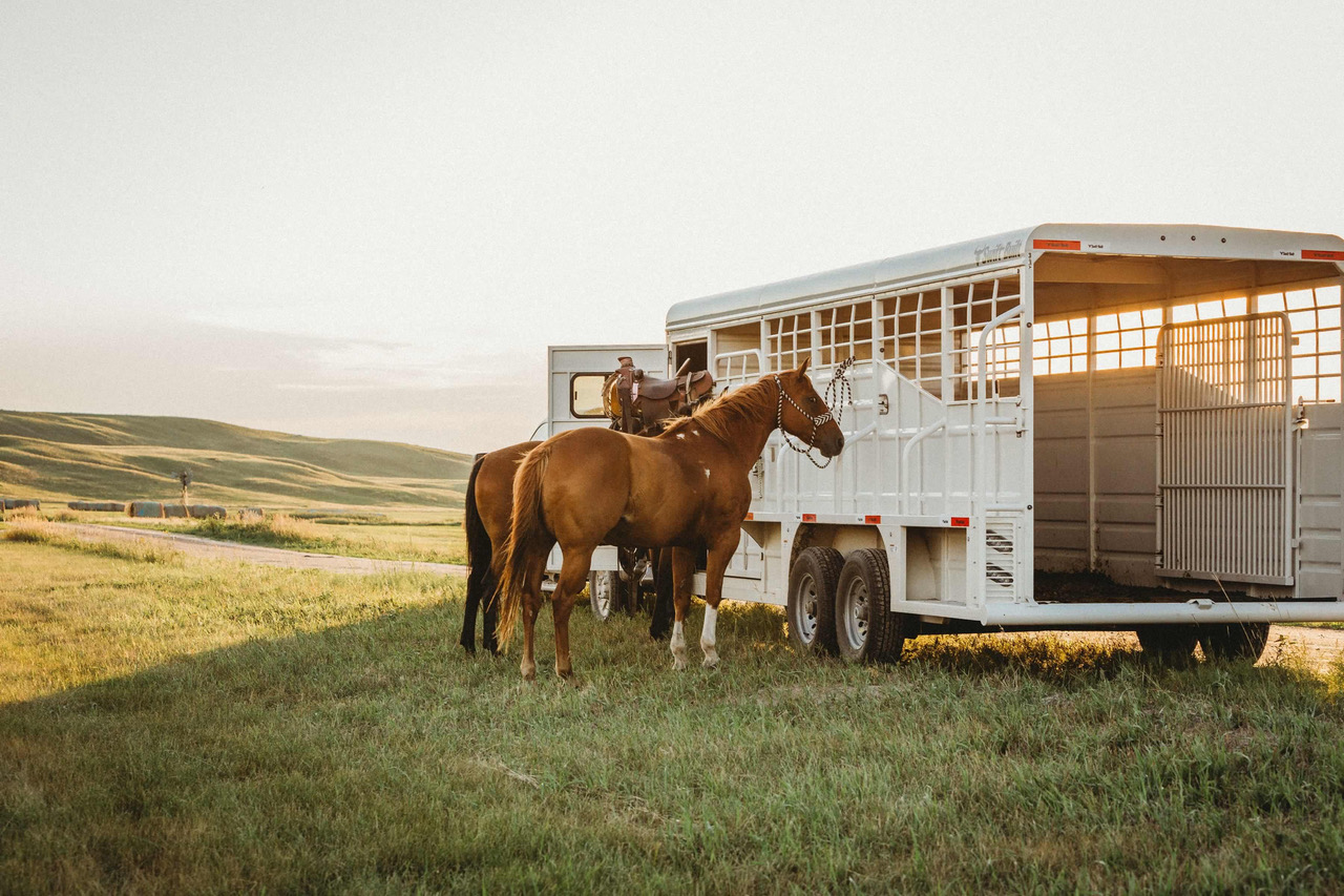 Horses near Swift Built trailer